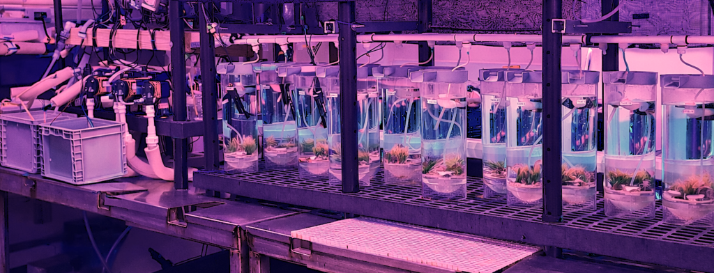 Research- Nina Bednaršek