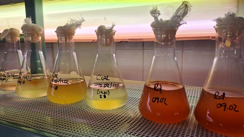 Projects- Nina Bednaršek